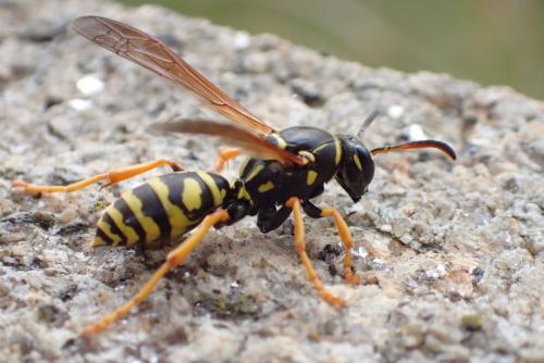Polistes sp.